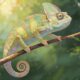 Chameleónovité: Secrets of the Color‑Changing Reptiles
