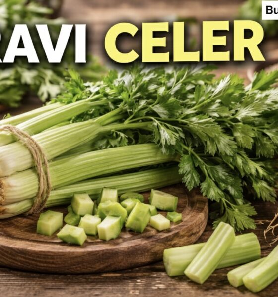 Pravi Celer Explained: Origins, Benefits, and Real Uses