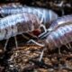 Bioactive Substrates Explained: How Flake Soil Supports Isopod Health Naturally