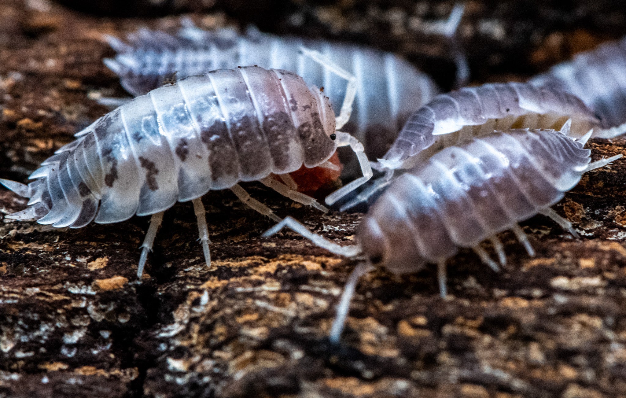 Bioactive Substrates Explained: How Flake Soil Supports Isopod Health Naturally