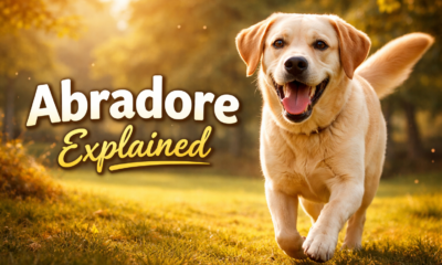 Abradore Explained: Meaning, Origins, and Real Usage Guide